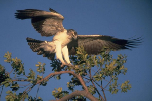 10 Найбільших птахів на землі 10 Найбільших птахів на землі